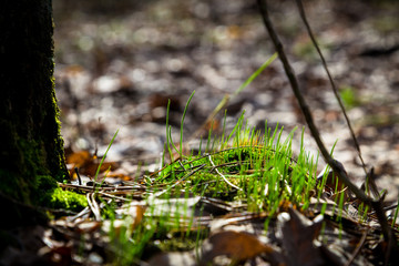 Green moss with spring grass in the forest