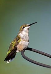 Female Ruby throated Hummingbird (Archilochus colubris)