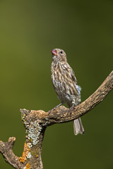 Pine Siskin (Carduelis pinus)