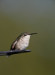 Female Ruby throated Hummingbird (Archilochus colubris)