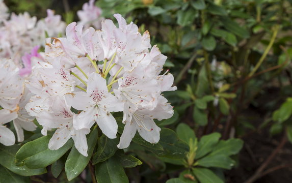 Flowers white rhododendron in the  Minsk a botanical garden