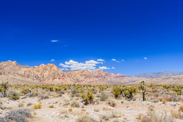 Red Rock Canyon panoramic, Mojave Desert, Nevada, USA