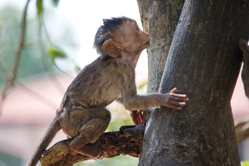 可愛いサル