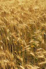 Golden wheat grass landscape sunny nature