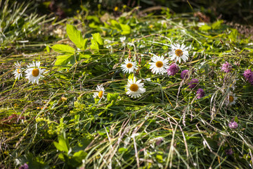 Frisch gemähte Wiese