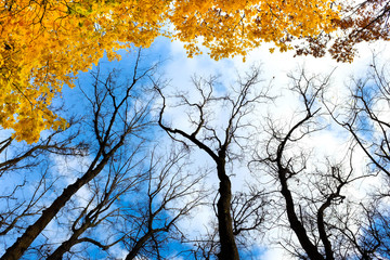 Autmn trees below view