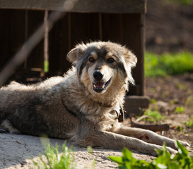 Fototapeta premium Old dog lying on the ground, against a background of an old wood