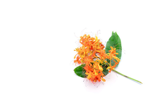 Saraca asoca Flowers on white