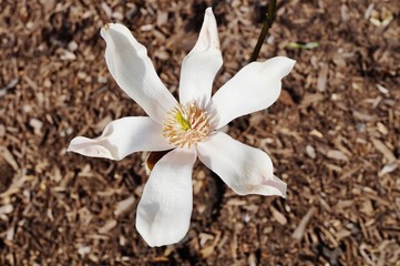 Pink magnolia buds unfurling into flowers in the spring