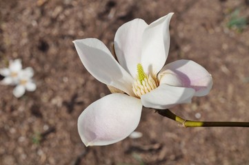 Pink magnolia buds unfurling into flowers in the spring