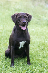 Boxer Labrador Retriever mixed breed dog