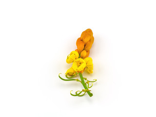 Colorful tablets medicine in black bottle and fresh flower 