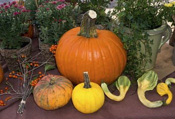 Pumpkins, gourds, and flowers at a farmers market.