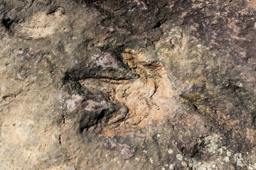 Dinosaur Footprints