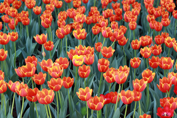 Fototapeta premium Beautiful red tulips.
