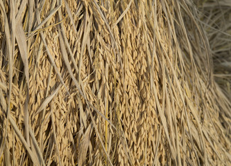heap dried paddy as background