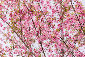 Obraz premium Prunus cerasoides