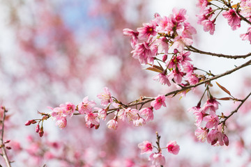 Prunus cerasoides