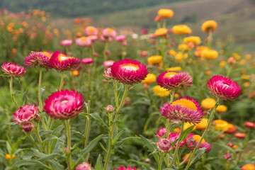 Fototapeta premium Straw flower or Everlasting