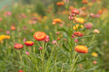 Straw flower or Everlasting