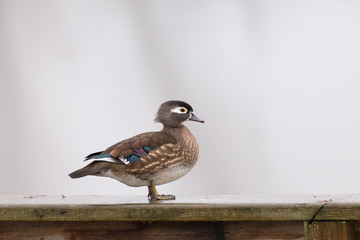 Wood Duck