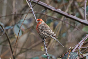 house finch