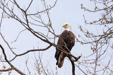  bald eagle