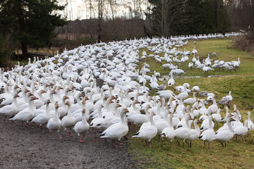 snow geese