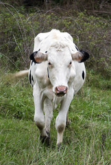 Holstein bull standing in a green pasture grazing