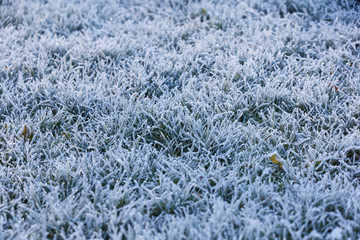 grass with morning frost
