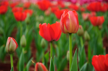 Fototapeta premium The beautiful blooming tulips in garden 