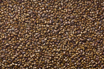 Cassia tora , Sicklepod