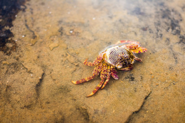 Dead crab washed ashore on the North Sea beach at low tide.