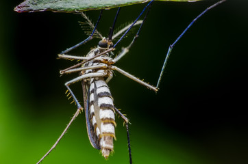 mosquito,malaria