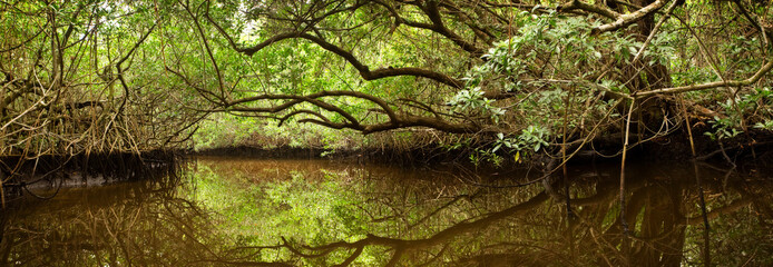 Obraz premium Las namorzynowy w Everglades na Florydzie