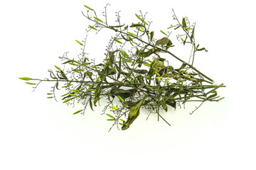 Dry of Andrographis paniculata plant on white background use for herbal
