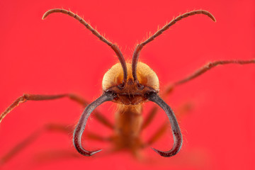 Ant portrait with long jaw in red background