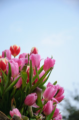 The beautiful blooming tulips in garden
