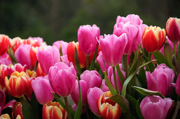 The beautiful blooming tulips in garden
