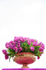 The beautiful blooming tulips in garden
