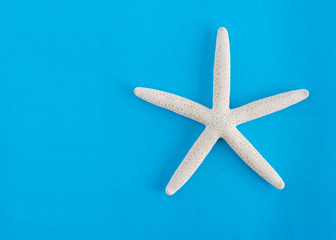 Dry white starfish isolated on blue background