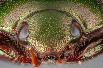 Beetle in silver background