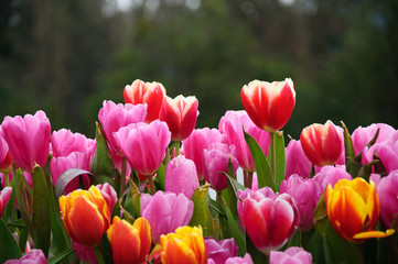 Obraz premium The beautiful blooming tulips in garden 