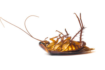 Dead cockroaches isolate white background
