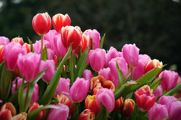 The beautiful blooming tulips in garden 