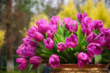 The beautiful blooming tulips in garden 