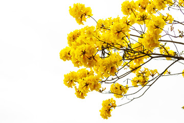 ellow tabebuia flower blossom on white background