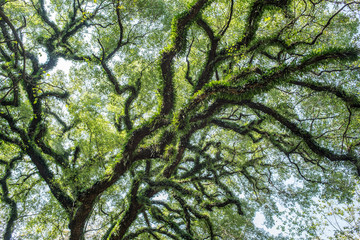 tree branches background