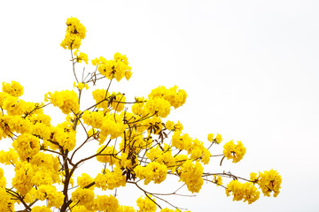 ellow tabebuia flower blossom on white background