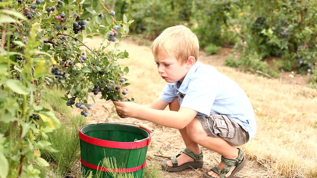 Boy picking blueberries